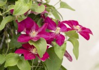 Clematis Issey, summer July