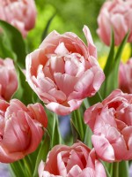 Tulipa Dubbel Roze Joop, spring April