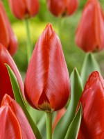 Tulipa Keep On Smiling, spring May