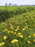 Taraxacum officinale - Dandelion on roadside verge