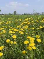 Taraxacum officinale - Dandelion on roadside verge