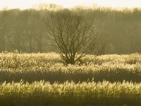 Phragmites australis - Common reed on norfolk grazing march at sunset