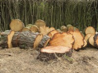Pinus radiata - Monterey Pine -  Recently felled log stack.