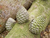 Pinus radiata - Monterey Pine cones