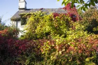 Small cottage almost completely covered with combination of Vitis coignetiae  with pre- Autumn leaf colour of yellow/green, also called Crimson Glory Vine and Parthenocissus quinquefolia, also called Virginia creeper with red leaves. September. Autumn. 