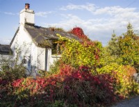 Small cottage almost completely covered with combination of Vitis coignetiae  with pre- Autumn leaf colour of yellow/green, also called Crimson Glory Vine and Parthenocissus quinquefolia, also called Virginia creeper with red leaves. September. Autumn. 