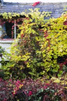 Small cottage almost completely covered with combination of Vitis coignetiae  with pre- Autumn leaf colour of yellow/green, also called Crimson Glory Vine and Parthenocissus quinquefolia, also called Virginia creeper with red leaves. September. Autumn. 