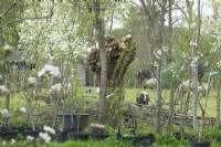 View on sheeps behind all kind of fruit trees in pots with blossom and willow fence.