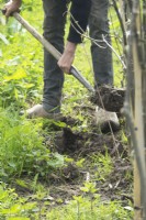 Man digging planting hole for young fruit tree at the nursery. 