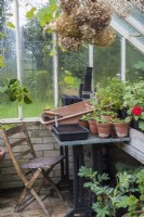 Potting up area in greenhouse with seat and table and young basil plants