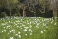 Naturalised Narcissus 'Thalia' in meadow area with driftwood sculpture focal point and Taxus baccata hedges