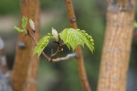 Acer pensylvanicum 'Erythrocladum' - Snake-bark maple foliage in spring
