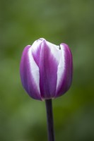 Tulipa 'Librije'