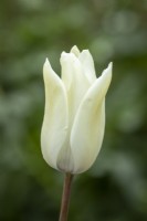 Tulipa 'First Proud'