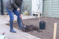 Woman digging a hole for the apple tree to be planted in