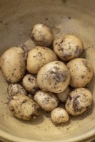 Potato 'International Kidney' -  Solanum tuberosum