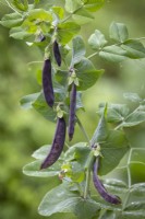 Pea 'Shiraz' -  Pisum sativum var. saccharatum - Mangetout