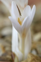 Colchicum autumnale  'Album'  White meadow saffron  September