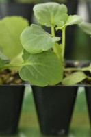 Viola wittrockiana pansy small plug plants in plastic packaging for postal delivery  September