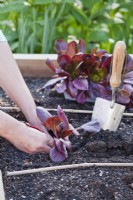 Planting cell grown red Romaine lettuce in raised bed.