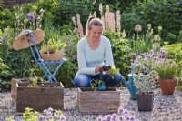 Woman planting tomato and oregano in wooden box.