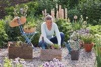 Woman planting tomato and oregano in wooden box.