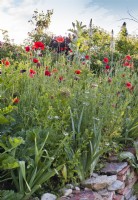 Mixed planting with Papaver rhoeas on the top of the dry stone wall.