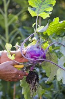 Harvesting purple kohlrabi.