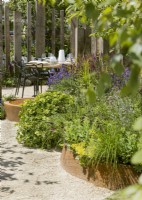 Contemporary garden design with Ginkgo, summer July