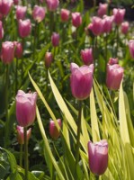 Tulipa -  pink tulips with Iris 'Aichi-No-Kagayaki' leaves