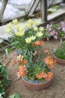 Lewisia cotyledon Ashwood Strain Orange Shades - April