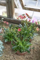 Lewisia cotyledon (pink flowered) at Winterbourne Botanic Garden - May