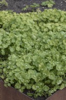 Claytonia perfoliata Winter Purslane Miner's lettuce