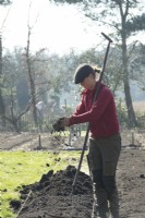 Woman preparing no-dig market garden with soil.