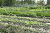 Overview no-dig garden with vegetables and sprinklers