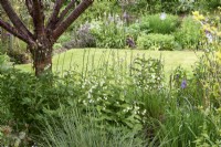 Silene fimbriata growing in dry shade under the cherry tree Prunus serrula