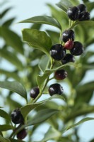 Sarcococca confusa  Sweet box berries and leaves  November
