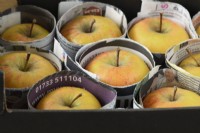 Malus domestica  Apples for storage with paper dividers  January