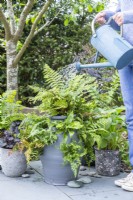 Woman watering mini terracotta fernery