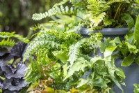 Terracotta strawberry planter being used as a miniature fernery