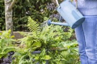 Woman watering mini terracotta fernery