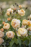 Rosa 'Dannahue' - Ausa6b15. New variety introduced by David Austin Roses 2023