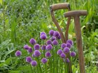 Allium schoenoprasum 'Forescate'  in garden setting with long-handled wooden T-shaped Y-shaped fork and spade Spring May