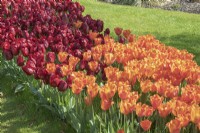 Tulipa Tulip ' Annie Schilder' Tulipa Tulip 'Pallada'