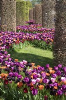 Tulipa Tulip 'Annie Schilder, 'Mistress', Negrita','Paul Scherer','Pallada'  growing in a grassed area.  