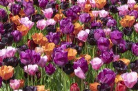 Tulipa Tulip 'Annie Schilder, 'Mistress', Negrita','Paul Scherer','Pallada'  growing in a grassed area.  
