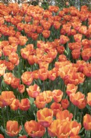 Tulipa Tulip 'Annie Schilder'