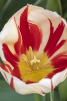 Tulipa Tulip 'Grand Perfection'_