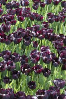 Tulipa Tulip 'Paul Scherer'