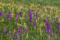 Anacamptis morio flowering amongst Primula veris in a wildflower meadow in Summer - May